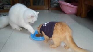They never taught this cat how to share food!