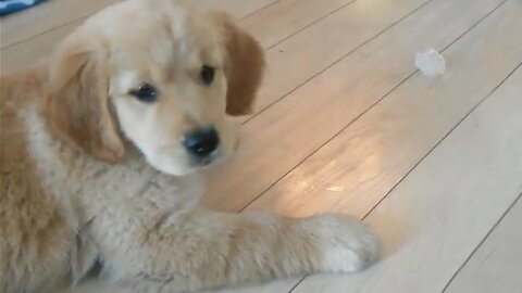 Puppy's first time seeing ice cube is simply adorable