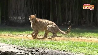 Awesome Animals | Morning Blend