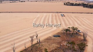 Barley Harvest