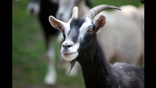 Goat talking like humans
