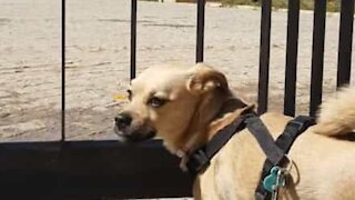 Dog gets really sad when he finds his favorite park closed