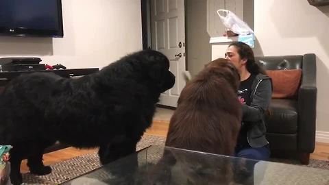 Newfoundland Is Green With Envy Watching Sibling Being Brushed
