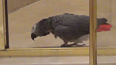 Proud parrot "does his business" in the shower