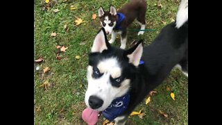 Siberian husky meets son for the first time