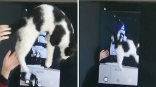 Inception Kitty! Hilarious Cat Falls Forever Into Webcam Overlay