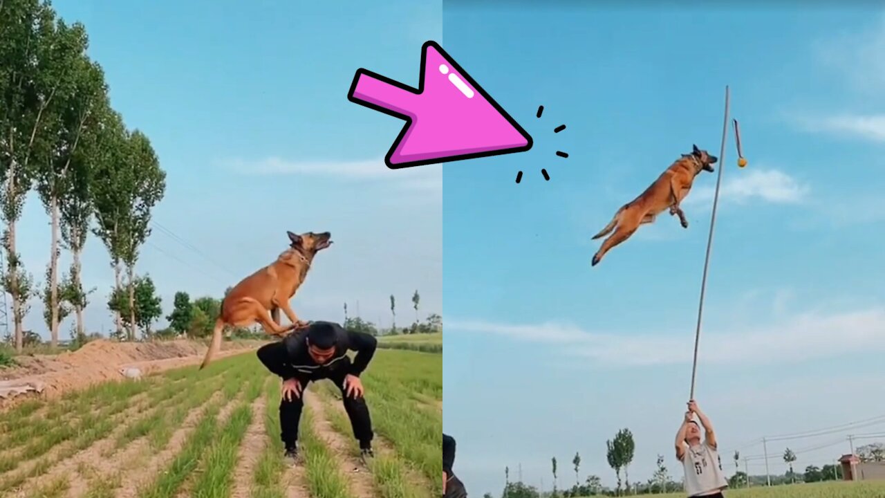 Belgian discount malinois climbing