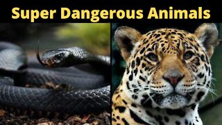 Super Dangerous Animals | Dangerous Animals Around The World | Black Mamba Venom