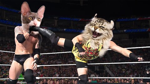 If your cat is a wrestler