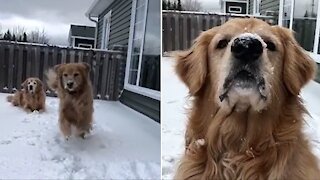 Golden Retrievers have so much fun playing in the snow