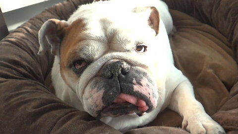 Porkchop the Bulldog Time to Wake Up