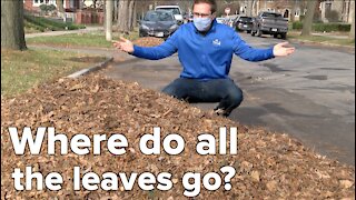 What happens to all the leaves that fall of trees