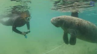 L'amicizia tra i sub e gli animali marini