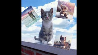 Baby catty doggy Cute Puppies lonely bird flying