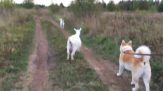 Dog, Cat And Goats Enjoy Taking A Walk Together