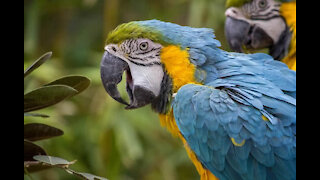Colourful Parrot Bird