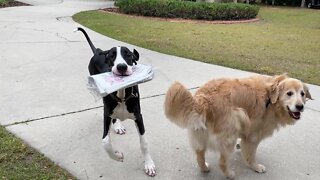 Excited doggies enjoy newspaper delivery fun