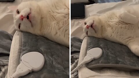 Snuggly Cat Enjoys Cozy Heating Pad A Little Too Much