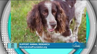 Fund Pet Cancer Studies // Morris Animal Foundation