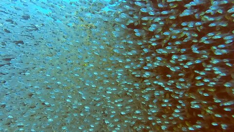 Millions of see-through baby fish move mesmerizingly behind a coral head
