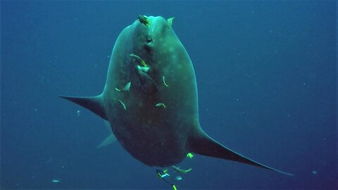 Researchers sneak up on bizarre & reclusive giant Mola Mola fish