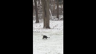 Snow-loving Cat Jumps To Catch Snowflakes
