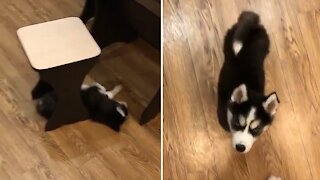 Husky puppy only reacts to the sound of his food plate