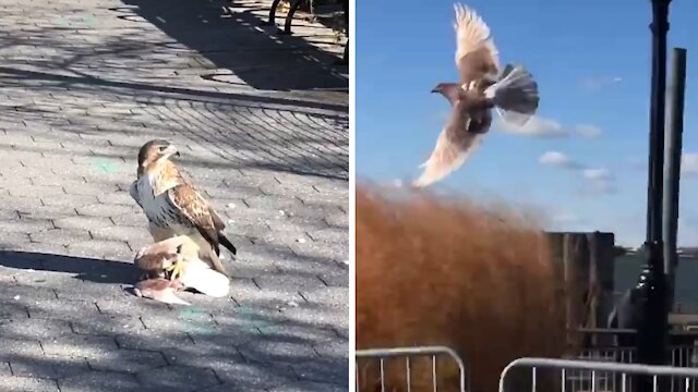 Doomed pigeon incredibly escapes hawk's clutches