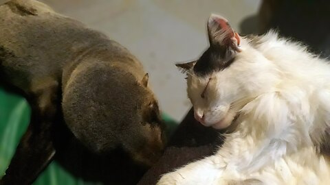 Cuteness overload: rescue cat and orphaned fur seal have to share their caretaker