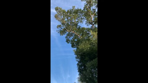Tree Trimming To Help Solar Panels Get More Sun