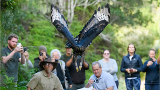Watch: ORIGINAL - Rescue, rehabilitation and release of African Crowned Eagle