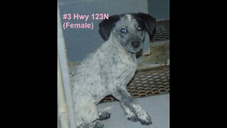 #3 Female heeler puppy February 2022