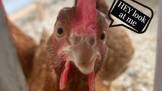 Adorable chickens discover Iphone for the first time