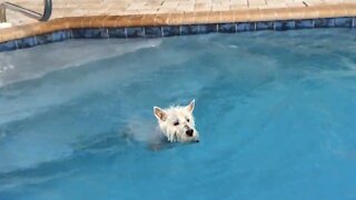 Dog can't wait to pull off Olympic-caliber pool dive