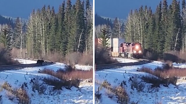 Grizzly bear almost gets hit by oncoming train