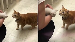 Cat meets kitten for the first time, attempts to speak to him