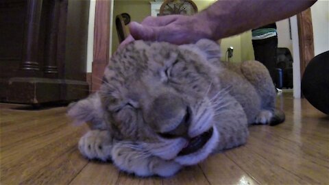 Sleepy lion cub purrs happily as he gets petted