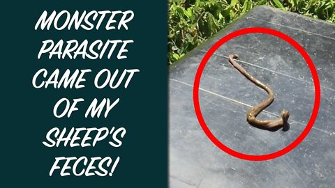 Monster Parasite Came Out Of My Sheep's Feces! | Dr. Robert Cassar