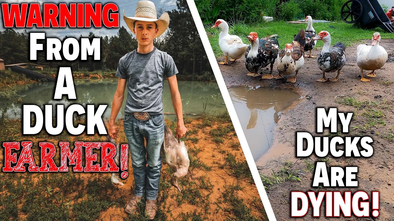 (WARNING!) From A Duck FARMER! My Ducks Are DYING! (WAR!) ON FOOD