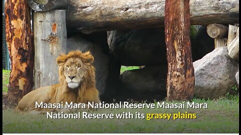 wildlife-safari-destinations-"Roaming with Big Cats: Epic Safari Destinations in Africa"to-visit-in-africa tiger jaguar lion puma wild cats