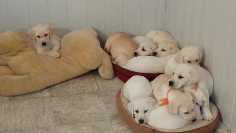 Puppies adorably find the perfect napping spot
