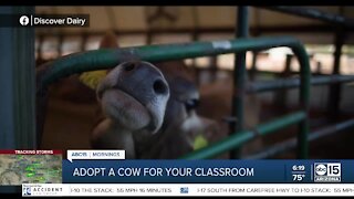 The Bulletin Board: Adopt a cow for your classroom