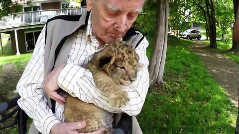 War Hero Who's Never Been To The Zoo Meets Lions For First Time