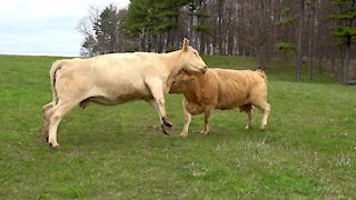 Cows engage in fierce head to head battle in their meadow