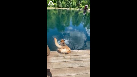 Head Over Tail! German Shepherd Falls Face First Into Pond