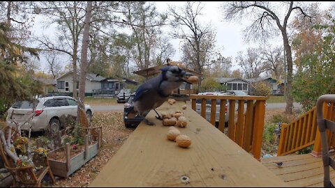 Blue Jays go nuts for peanuts