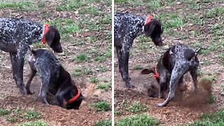 Dog shoves puppy into hole he's just dug