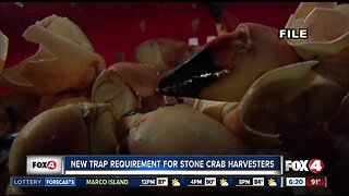New recreational regulation for stone crab traps this season