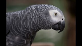 parrot plays tune
