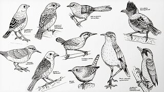 10 bird drawings, 10 bird lessons